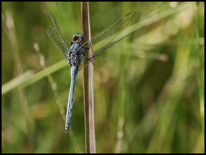 -0060 - dragonflies