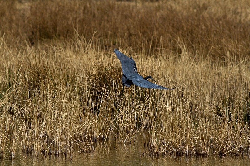  - Birds of the Gambia