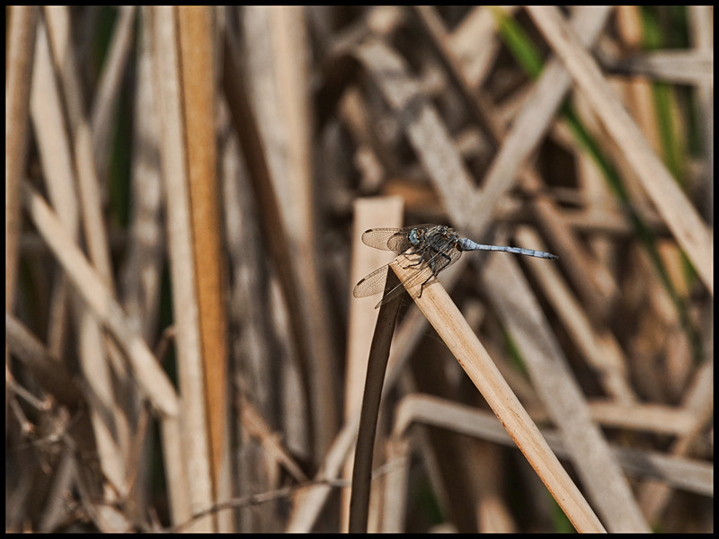 -0054 - dragonflies