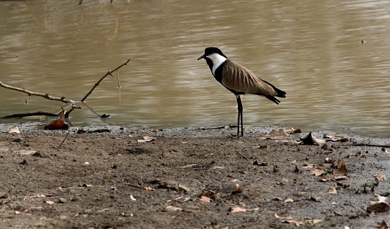  - Birds of the Gambia