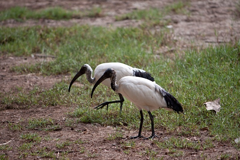  - Birds of the Gambia