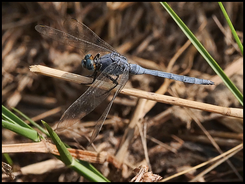 -0064 - dragonflies