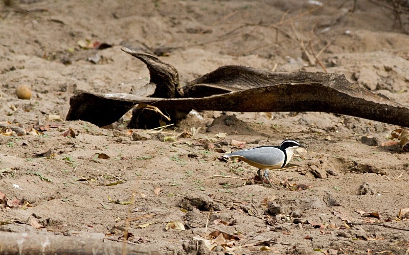  - Birds of the Gambia