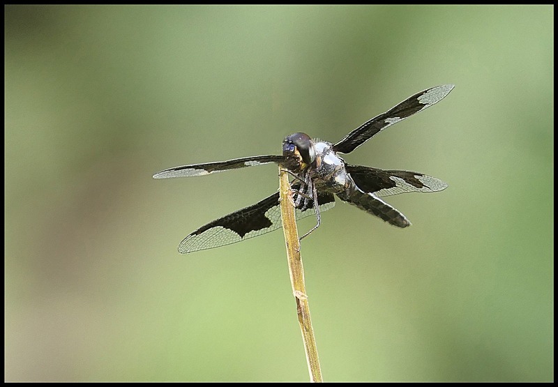 -0069 - dragonflies