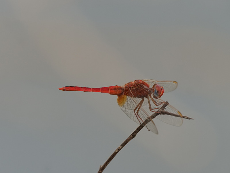 P1045854 - dragonflies