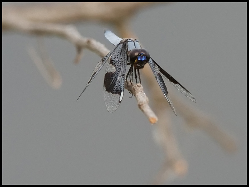 -0023 - dragonflies