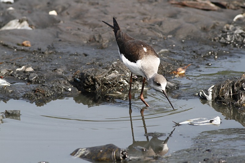  - Birds of the Gambia