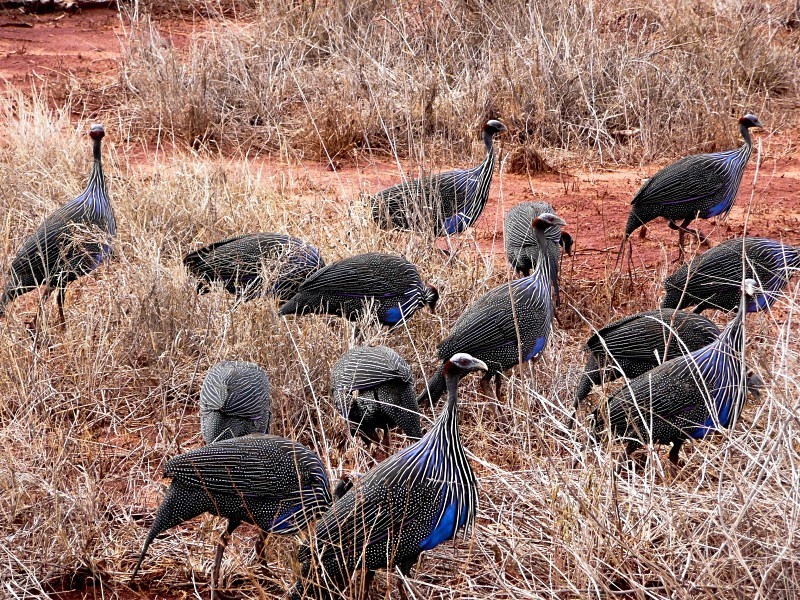  - Birds of the Gambia