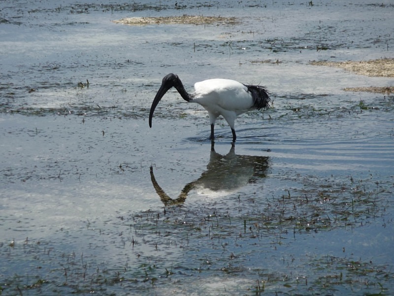  - Birds of the Gambia