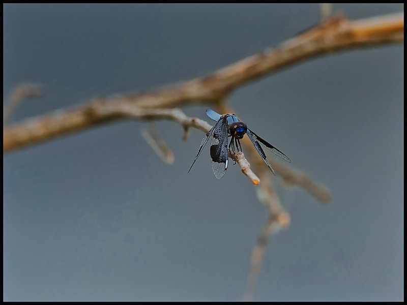 -0022 - dragonflies