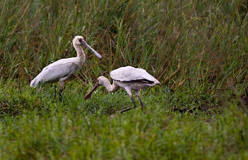  - Birds of the Gambia