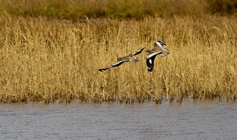  - Birds of the Gambia