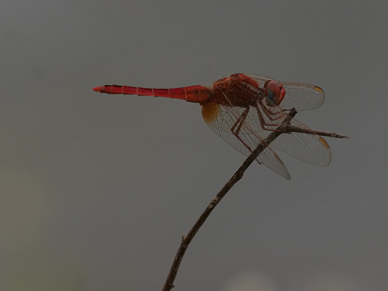 P1045931 - dragonflies