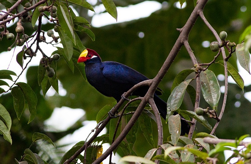  - Birds of the Gambia