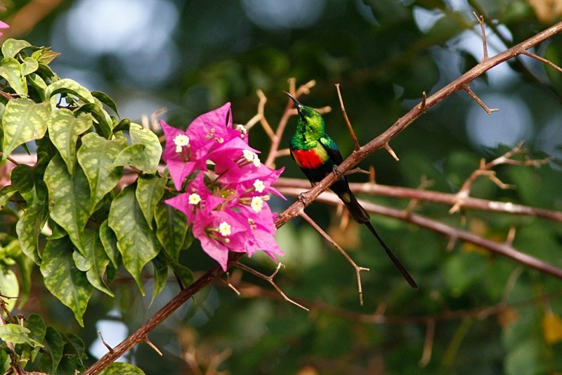  - Birds of the Gambia