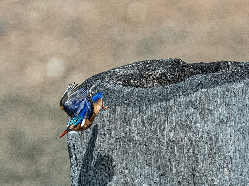 _1030284 - Birds of the Gambia