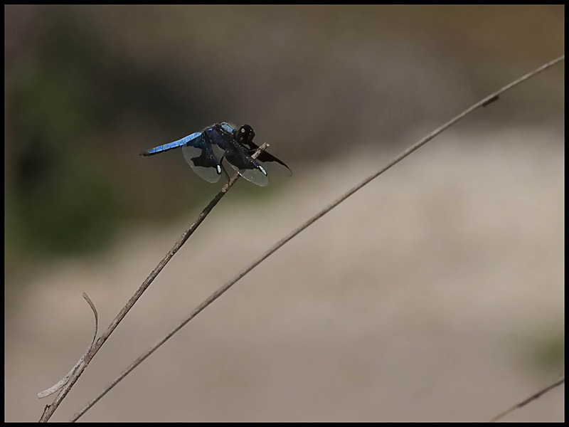 -0019 - dragonflies