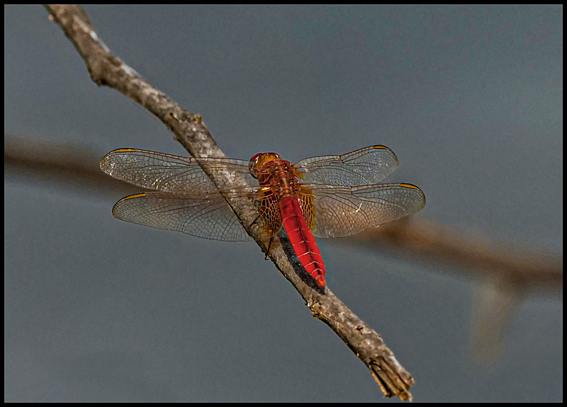 -003 - dragonflies