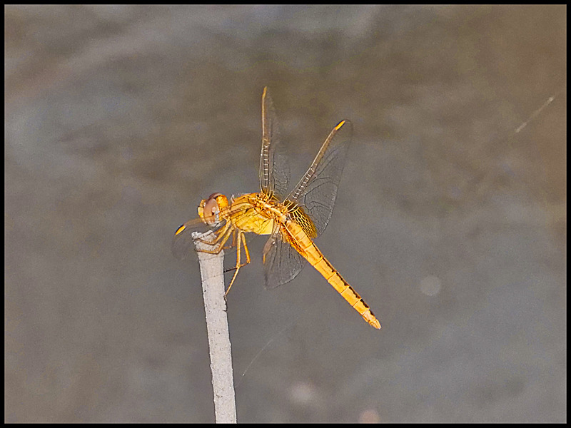 -0036 - dragonflies