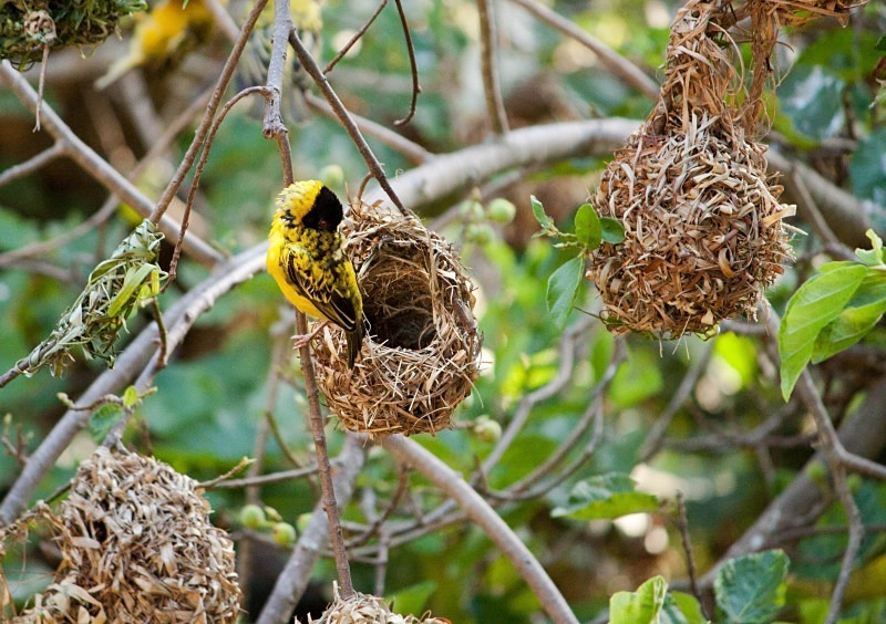  - Birds of the Gambia