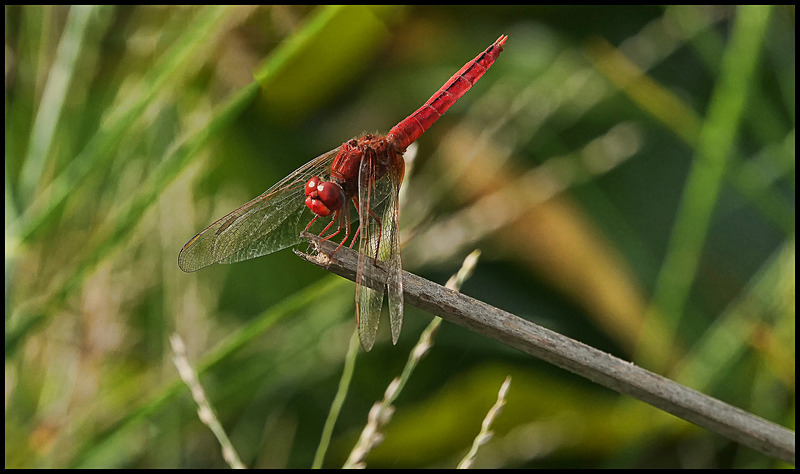 -0034 - dragonflies