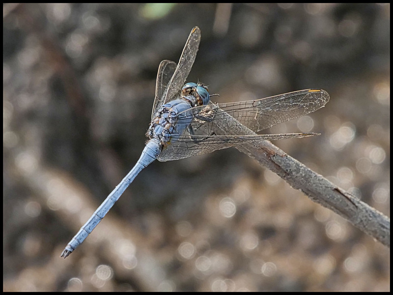 -0044 - dragonflies
