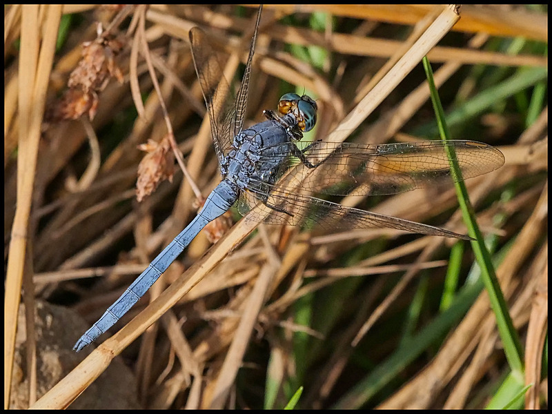 -0063 - dragonflies