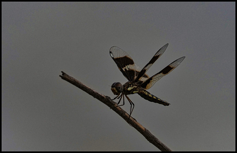 -006 - dragonflies
