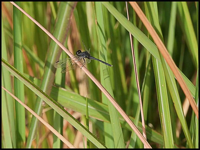-0059 - dragonflies
