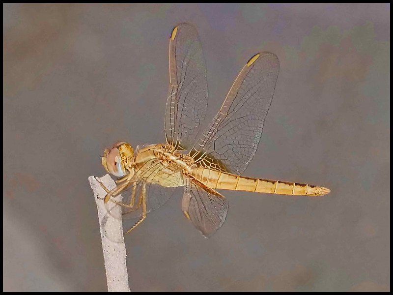 -0038 - dragonflies