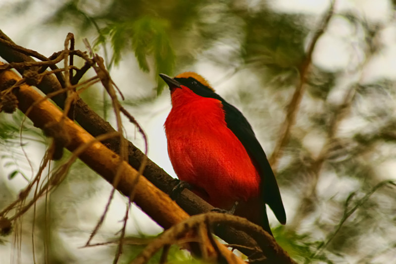  - Birds of the Gambia