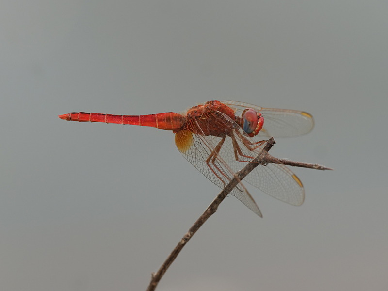P1045907 - dragonflies