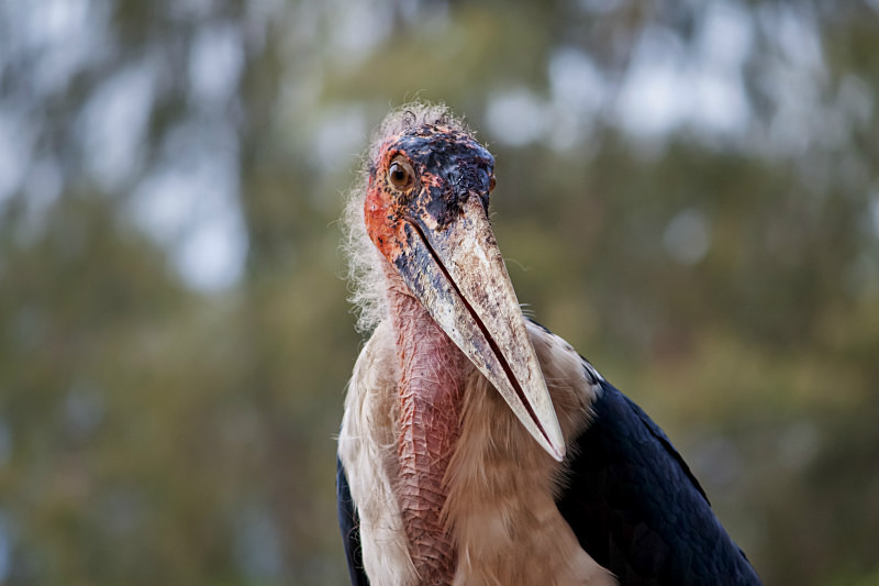  - Birds of the Gambia