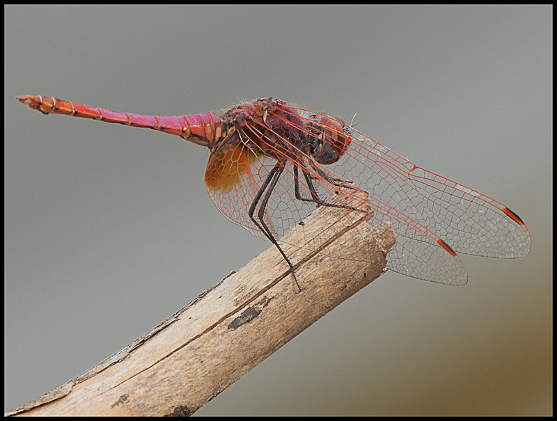 -0011 - dragonflies