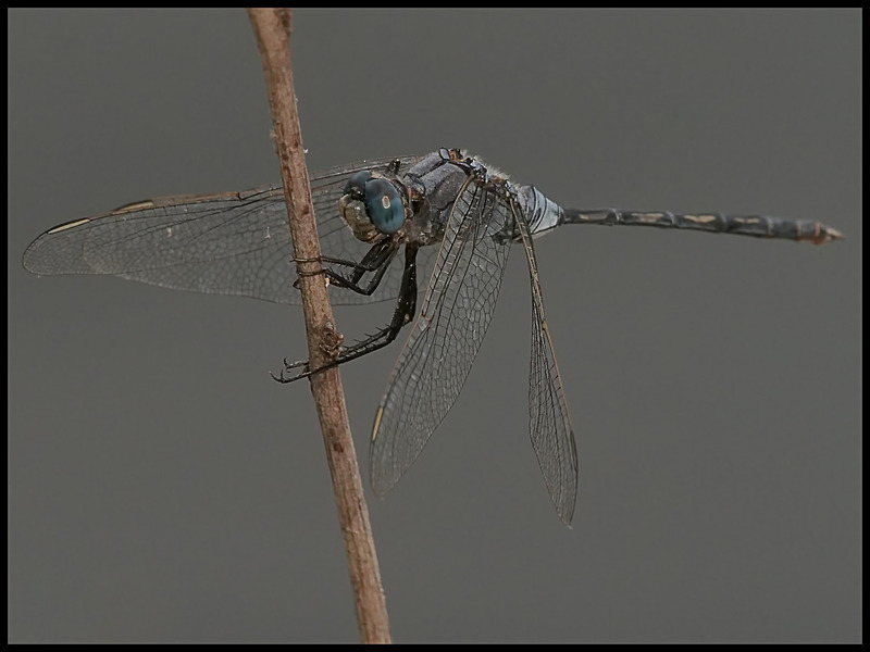 -009 - dragonflies