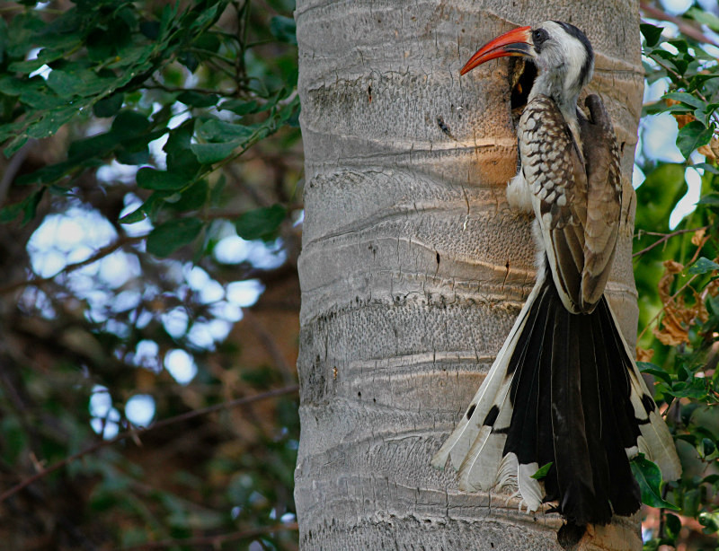  - Birds of the Gambia