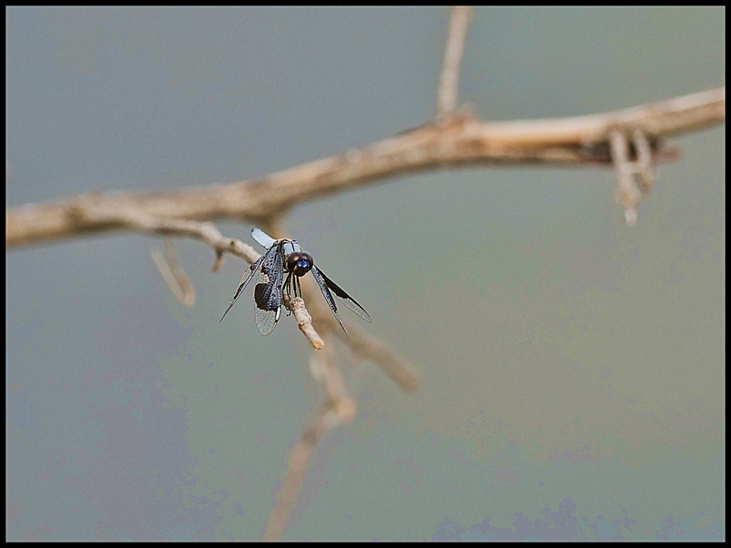 -0025 - dragonflies