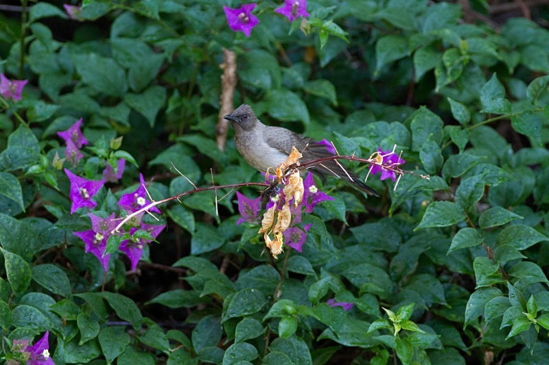  - Birds of the Gambia