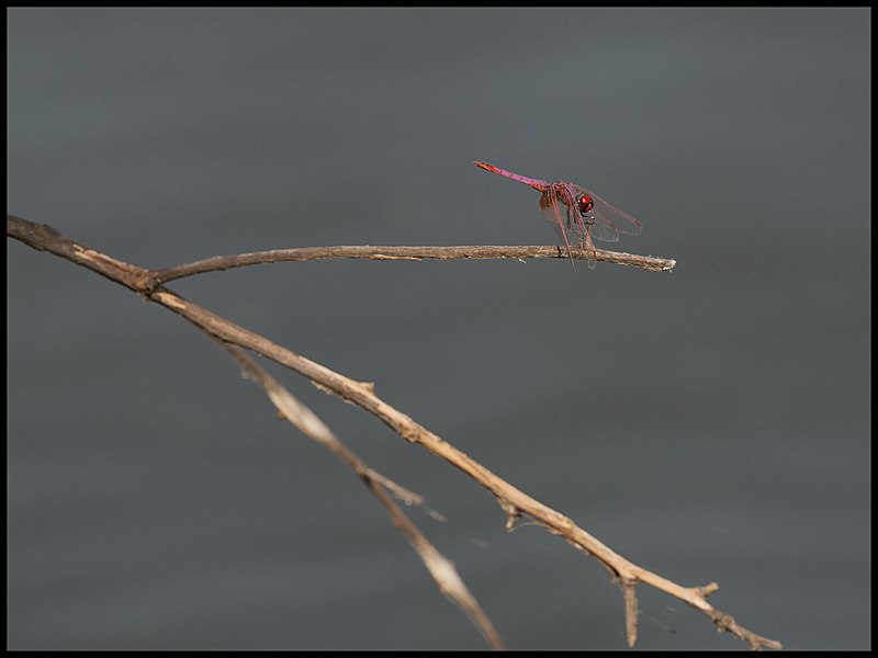 -004 - dragonflies