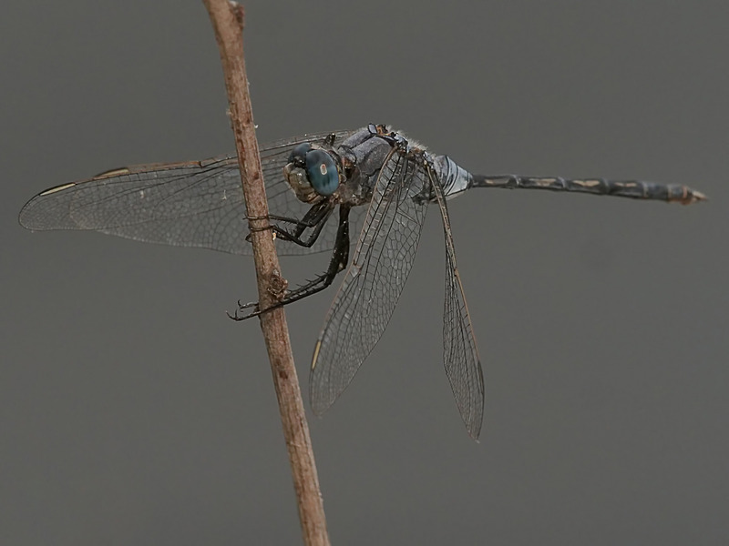 -0016 - dragonflies