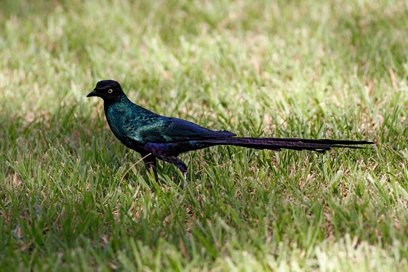  - Birds of the Gambia