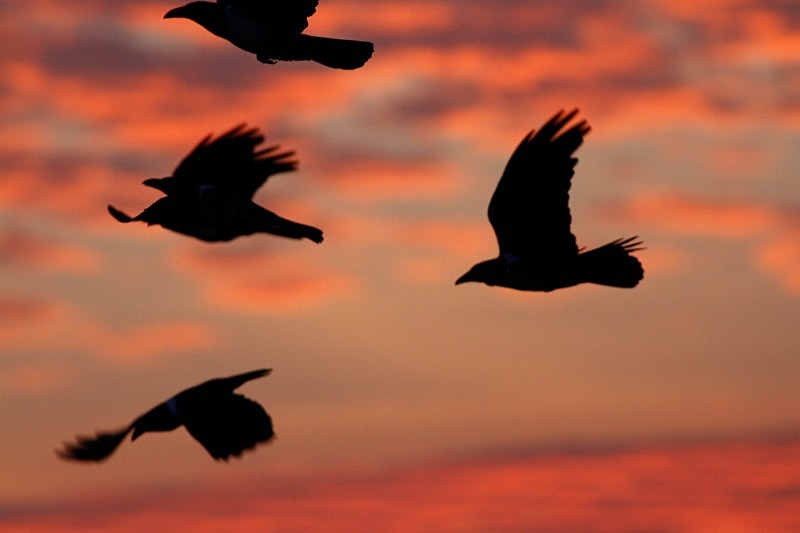  - Birds of the Gambia