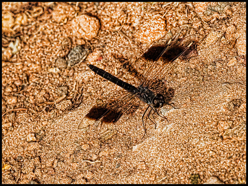 -0057 - dragonflies