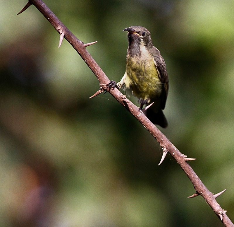  - Birds of the Gambia