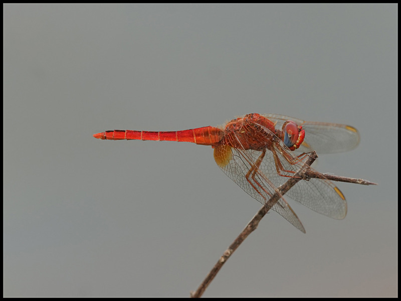 -0013 - dragonflies
