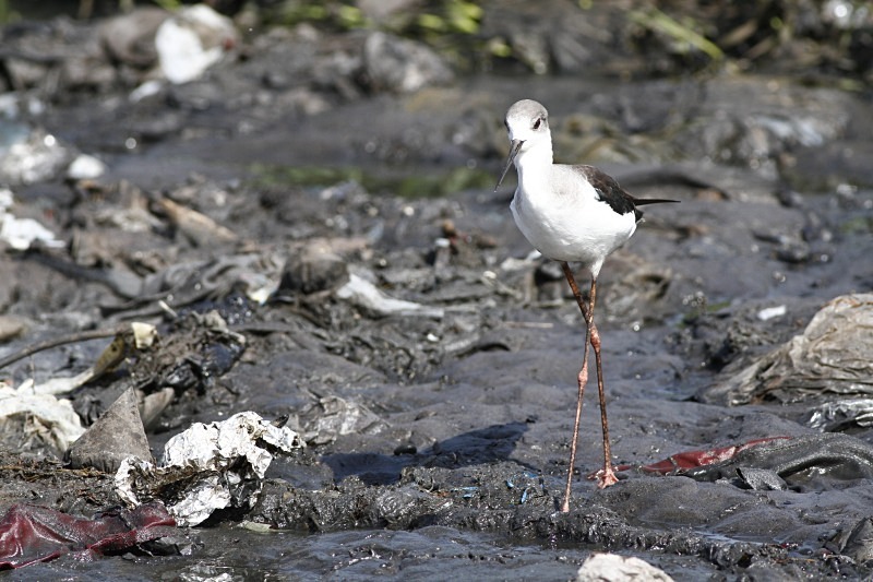  - Birds of the Gambia