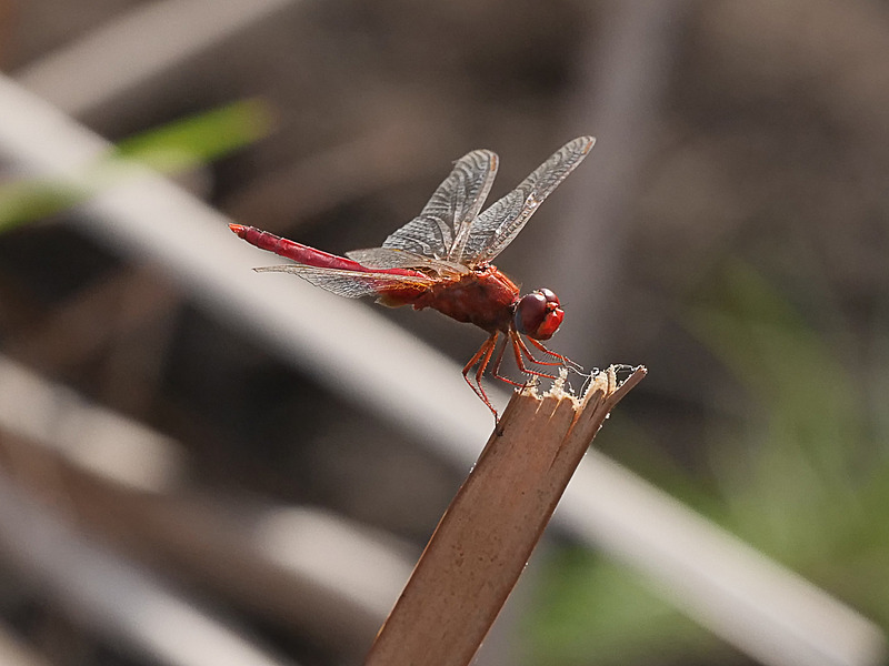 -0031 - dragonflies