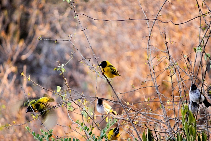  - Birds of the Gambia
