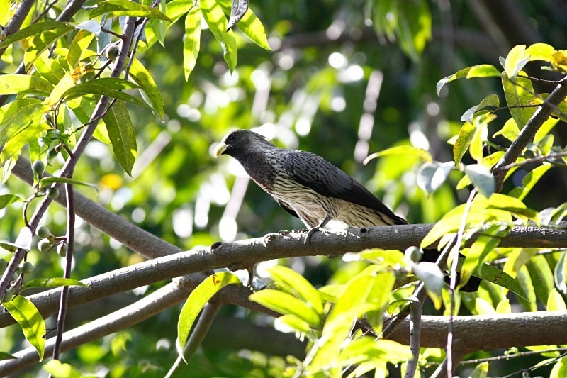  - Birds of the Gambia