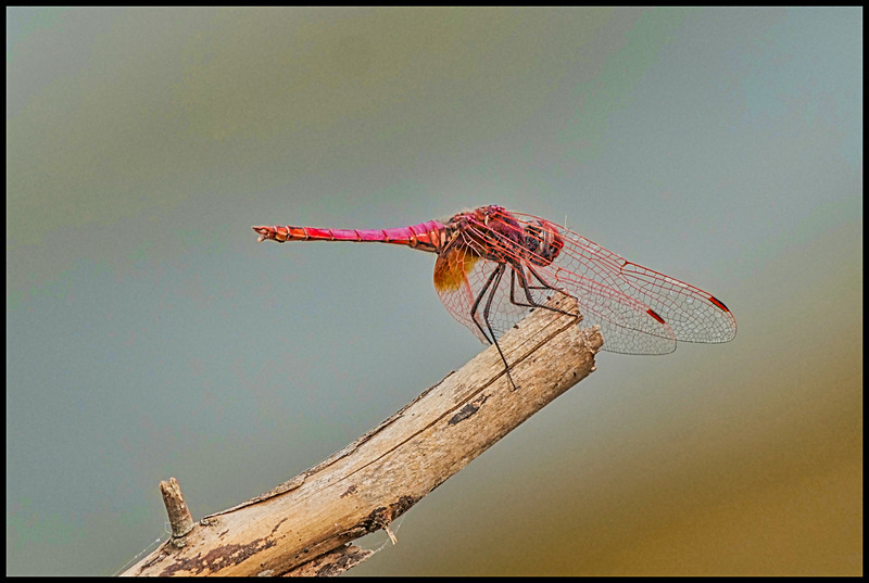 -0010 - dragonflies